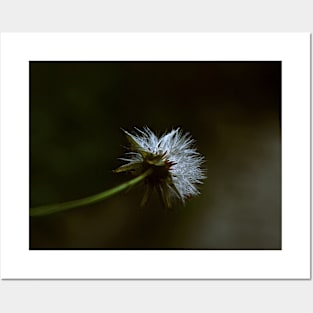 Crepis Tectorum Illustration Posters and Art